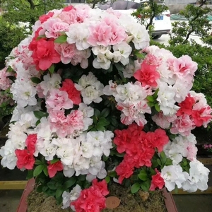 【玉玲】 重瓣多色类 牡丹花型 皋月品种杜鹃