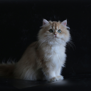 e28 赛级纯种英国长毛金渐层ny11色猫咪活体网红宠物