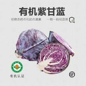 有机紫甘蓝新鲜蔬菜沙拉生吃5斤