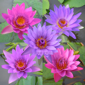 九品香水莲花苗