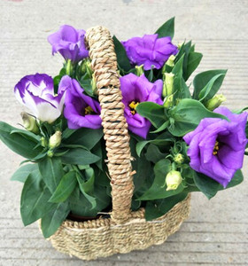 洋桔梗盆栽 草原龙胆 室内阳台盆栽花卉带花苞新鲜发货洋桔梗鲜花