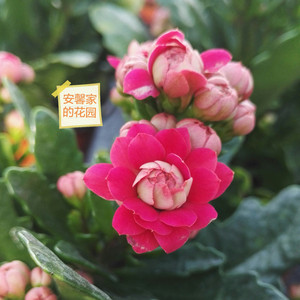 马德里长寿花大花