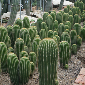 群生大凤龙实生仙人柱开花植物组合室内盆栽龙凤柱粗壮小苗量天尺