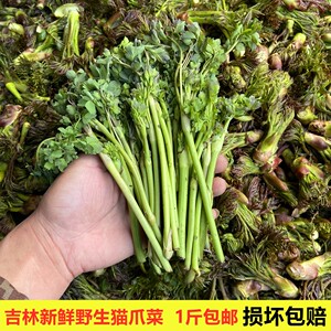 野生新鲜山菜猫爪子 500g包邮东北吉林山野菜天然绿色 食用农产品