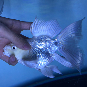 台湾蝴蝶鲤球体狮子头纯种贵妃短身长尾形冷淡水中小型观赏鱼耐活