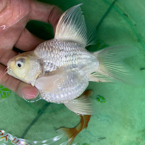 台湾蝴蝶鲤纯种狮子头贵妃短身长尾球体形冷淡水中小型鱼苗观赏鱼