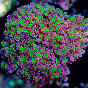 00海一水产2015淘宝榔头 双色榔头珊瑚荧光绿猪腰紫榔头珊瑚活体