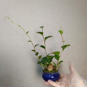 南有嘉木998淘宝野外藤三七植物苗食药用土田七种子根茎室外易活