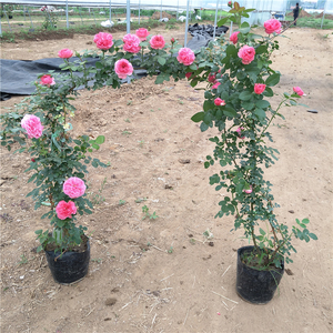 爬藤月季花苗四季开花庭院植物爬墙蔷薇特大花苗室外藤本花卉盆栽