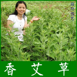 艾叶苗艾叶草苗