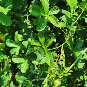 贵州新鲜蛇含委陵菜五皮风五叶莓五爪龙蛇含草五爪风五星草五虎草