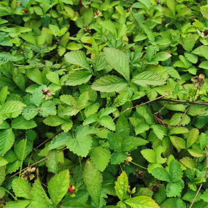 贵州蛇莓 蛇泡草 蛇果草 三匹风三叶莓地杨梅三爪风三爪龙红顶果