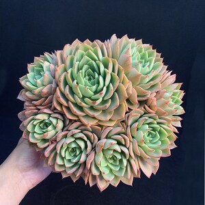 贝拉多娜多肉绿植物小盆栽室内老桩大颗好养云南直发稀有品种贵货