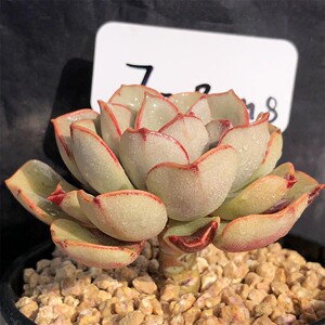 白皮魔氏石莲 一物一拍 多头群生老桩 木质化杆子 精品控养 多肉