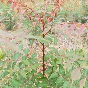 申加胜淘宝黄连木种子 黄鹂芽茶树种子 黄鹂牙种子 药树 鸡冠木