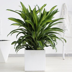 【金边香龙血树】金边香龙血树品牌,价格 - 阿里巴巴