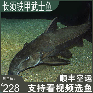 普铁甲武士鱼活体艾温艾尔温尼铁甲长须铁甲武士观赏鱼大型鲶鱼科