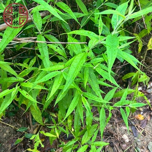 独叶埔姜