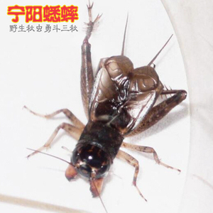 山东宁阳蟋蟀活体纯正野生秋虫蛐蛐活体斗蟋蟀玉米田自抓满百包邮