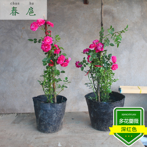 爬藤蔷薇花苗 红花蔷薇 多花蔷薇 庭院花墙种植室内盆栽拱门装饰