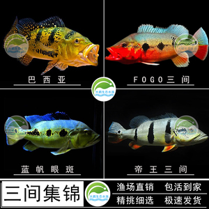 横带七间申古五间蓝帆眼斑帝王三间皇冠三间巴西亚苗观赏鱼活体