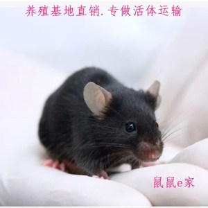 c57小鼠活体小黑鼠活体不包运输风险不包活