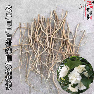 木槿棒棒糖盆栽优雅女士阳台庭院多年生木本植物吸甲醛花卉包邮花叶