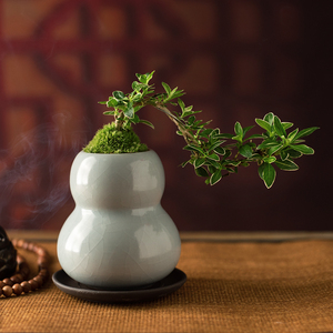 创意葫芦盆栽福禄绿植驱邪六月雪盆景易养护盆景茶几办公室客厅
