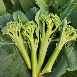 西兰苔 小西兰花 有机蔬菜新鲜 兰花苔 青花西蓝苔青花菜 2斤半