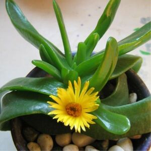 佛手托金多肉植物花卉绿植客厅阳台办公室除甲醛防辐射新手好养