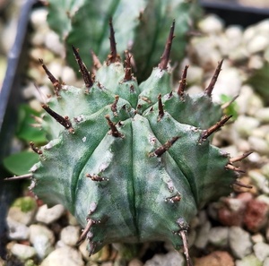 000人付款淘宝仙人球白衣魁伟玉白霜大戟科植物恐针麒麟euphorbia