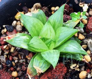 元祖冰砂糖 水晶寿锦 无锦苗 珍稀12