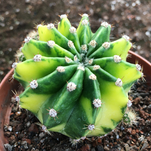 世界图锦仙人球自根自然锦开花多肉植物创意办公室桌面防辐射盆栽