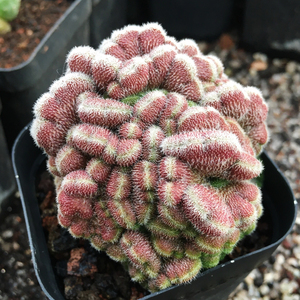 多肉植物仙人球红