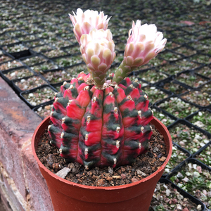 稀有超大光辉牡丹锦自然锦仙人球 带盆栽好发货 包邮 可一物一拍