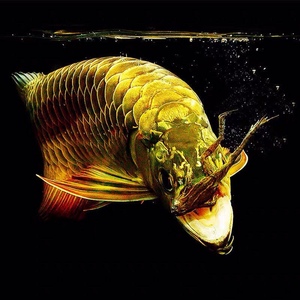 古典蓝底过背金龙