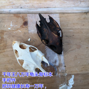 天然真乌龟甲鱼老鳖头骨胳标本工艺品摆件牛羊头骨动物摆件全牙白