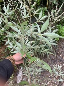 黄荆苗黄荆根 黄荆枝 黄荆叶中草药黄金子荆条黄荆花苗木新鲜现采