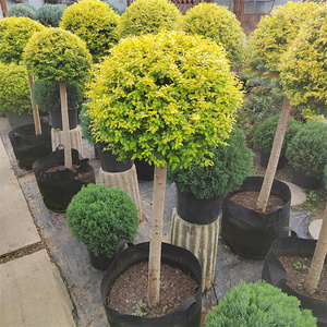 四季常青造型老桩亮晶女贞棒棒糖川滇蜡树红花继木球别墅庭院花镜