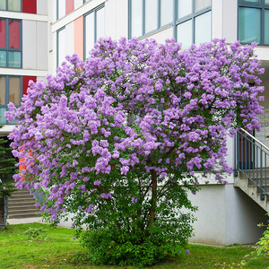高档庭院别墅大型紫色丁香花苗浓香室外耐寒耐热花卉多年生风景树
