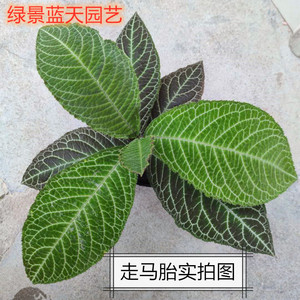 可入药草本植物走马胎苗 绿植血枫山鼠盆栽 包邮圆叶长叶紫金牛花