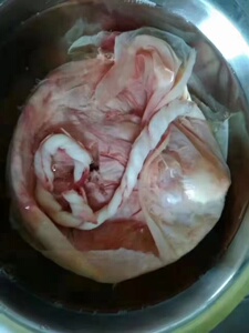 新鲜滋补胎盘紫河车胞衣 中药补品 人体虚补河车粉 紫河 健康保真