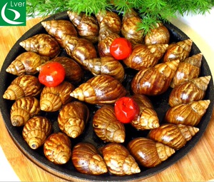 即食蜗牛麻辣白玉蜗牛肉麻辣大蜗牛熟食蜗牛餐饮食材蜗牛宴席菜品