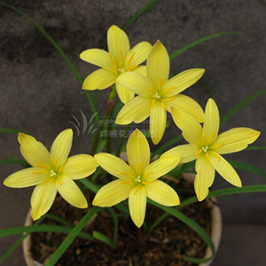 00木同wang淘宝黄花风雨兰 黄色葱兰韭兰球根花卉植物阳台盆栽好养