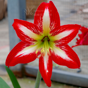 朱顶红 四川女王