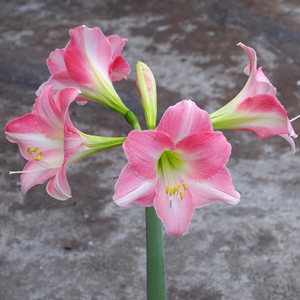 朱顶红 瑞贝卡(hippeastrum rebecca)