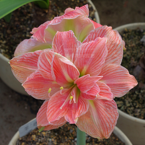 朱顶红 甜蜜妮芙(hippeastrum sweet nymph)