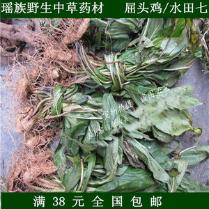 连南瑶族野生中药材 新鲜屈头鸡/水田七/土三七 跌打损伤散装特价