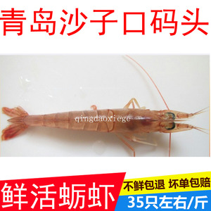 青岛海鲜蛎虾沙子口特产鲜活野生蛎虾活虾大虾新鲜 海虾500克