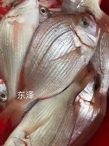 南海野生新鲜赤棕鱼当天海捕新鲜水产冰鲜海鱼一斤3.4条